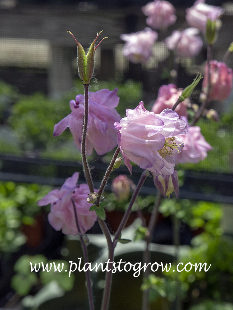 Dorothy Rose Columbine (Aquilegia vulgaris)
The light pink flowers are a "Granny's Bonnet" style of Columbine flower. Sometimes called hose-inhose flowers since they look like one or two flowers  are stuffed inside each other.